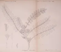 An illustration from Mémoires de l'Académie impériale des sciences de St.-Pétersbourg. sér. 6 (1835)