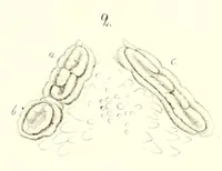 An illustration from Mémoires de l'Académie impériale des sciences de St.-Pétersbourg. sér. 6 (1835)