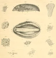 An illustration from Mémoires de l'Académie impériale des sciences de St.-Pétersbourg. sér. 6 (1835)