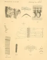 An illustration from Mémoires de l'Académie impériale des sciences de St.-Pétersbourg. sér. 6 (1835)