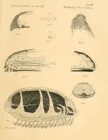 An illustration from Mémoires de l'Académie impériale des sciences de St.-Pétersbourg. sér. 6 (1835)