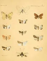 An illustration from Mémoires de l'Académie impériale des sciences de St.-Pétersbourg. sér. 6 (1835)