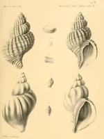 An illustration from Mémoires de l'Académie impériale des sciences de St.-Pétersbourg. sér. 6 (1835)
