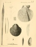 An illustration from Mémoires de l'Académie impériale des sciences de St.-Pétersbourg. sér. 6 (1835)
