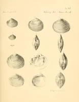 An illustration from Mémoires de l'Académie impériale des sciences de St.-Pétersbourg. sér. 6 (1835)