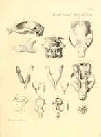An illustration from Mémoires de l'Académie impériale des sciences de St.-Pétersbourg. sér. 6 (1835)