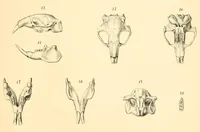 An illustration from Mémoires de l'Académie impériale des sciences de St.-Pétersbourg. sér. 6 (1835)