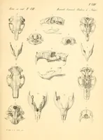 An illustration from Mémoires de l'Académie impériale des sciences de St.-Pétersbourg. sér. 6 (1835)