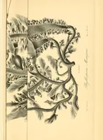 An illustration from Mémoires de l'Académie impériale des sciences de St.-Pétersbourg. sér. 6 (1835)
