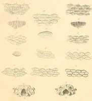 An illustration from Mémoires de l'Académie impériale des sciences de St.-Pétersbourg. sér. 6 (1835)