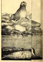 An illustration from Mémoires du Capitaine Péron : sur ses voyages aux côtes d'Afrique, en Arabie, à l'île d'Amsterdam, aux îles d'Anjouan et de Mayotte, aux côtes nord-ouest de l'Amérique, aux îles Sandwich, à la Chine, etc. (1824)
