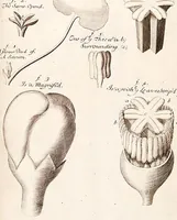 Picture 2 of 6 from The anatomy of plants : with an idea of a philosophical history of plants : and several other lectures read before the Royal Society / by Nehemiah Grew ... (1682), leaf 514