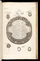 An illustration from The anatomy of plants : with an idea of a philosophical history of plants : and several other lectures read before the Royal Society / by Nehemiah Grew ... (1682)