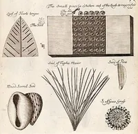 Picture 4 of 6 from The anatomy of plants : with an idea of a philosophical history of plants : and several other lectures read before the Royal Society / by Nehemiah Grew ... (1682), leaf 530