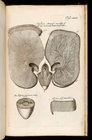 Picture 5 of 6 from The anatomy of plants : with an idea of a philosophical history of plants : and several other lectures read before the Royal Society / by Nehemiah Grew ... (1682), leaf 544