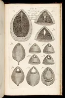 An illustration from The anatomy of plants : with an idea of a philosophical history of plants : and several other lectures read before the Royal Society / by Nehemiah Grew ... (1682)