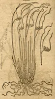 An illustration from Prodromos Theatri botanici Caspari Bauhini basileens ... : in quo plantæ supra sexcentæ ab ipso primum descriptæ cum plurimis figuris proponuntur. (1620)