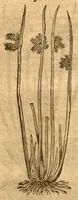 An illustration from Prodromos Theatri botanici Caspari Bauhini basileens ... : in quo plantæ supra sexcentæ ab ipso primum descriptæ cum plurimis figuris proponuntur. (1620)