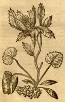 An illustration from Prodromos Theatri botanici Caspari Bauhini basileens ... : in quo plantæ supra sexcentæ ab ipso primum descriptæ cum plurimis figuris proponuntur. (1620)