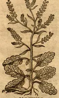 An illustration from Prodromos Theatri botanici Caspari Bauhini basileens ... : in quo plantæ supra sexcentæ ab ipso primum descriptæ cum plurimis figuris proponuntur. (1620)