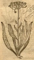 An illustration from Prodromos Theatri botanici Caspari Bauhini basileens ... : in quo plantæ supra sexcentæ ab ipso primum descriptæ cum plurimis figuris proponuntur. (1620)