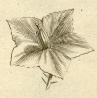Picture 4 of 66 from Josephi Pitton Tournefort ... Institutiones rei herbaria. (1700), leaf 10