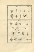 An illustration from Josephi Pitton Tournefort ... Institutiones rei herbaria. (1700)