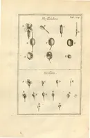An illustration from Josephi Pitton Tournefort ... Institutiones rei herbaria. (1700)