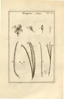 Picture 33 of 66 from Josephi Pitton Tournefort ... Institutiones rei herbaria. (1700), leaf 109