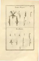 Picture 34 of 66 from Josephi Pitton Tournefort ... Institutiones rei herbaria. (1700), leaf 112