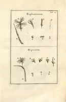 An illustration from Josephi Pitton Tournefort ... Institutiones rei herbaria. (1700)