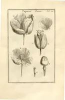 Picture 36 of 66 from Josephi Pitton Tournefort ... Institutiones rei herbaria. (1700), leaf 120