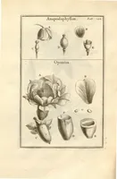 An illustration from Josephi Pitton Tournefort ... Institutiones rei herbaria. (1700)