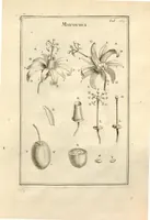 An illustration from Josephi Pitton Tournefort ... Institutiones rei herbaria. (1700)