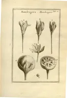 Picture 5 of 66 from Josephi Pitton Tournefort ... Institutiones rei herbaria. (1700), leaf 13