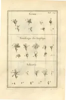 An illustration from Josephi Pitton Tournefort ... Institutiones rei herbaria. (1700)