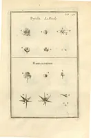 Picture 40 of 66 from Josephi Pitton Tournefort ... Institutiones rei herbaria. (1700), leaf 133