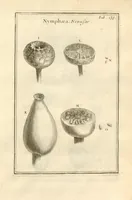 Picture 42 of 66 from Josephi Pitton Tournefort ... Institutiones rei herbaria. (1700), leaf 139