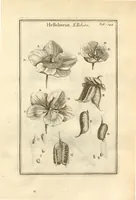 Picture 43 of 66 from Josephi Pitton Tournefort ... Institutiones rei herbaria. (1700), leaf 145