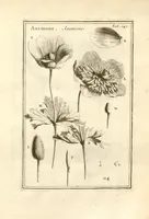 An illustration from Josephi Pitton Tournefort ... Institutiones rei herbaria. (1700)
