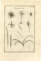 Picture 45 of 66 from Josephi Pitton Tournefort ... Institutiones rei herbaria. (1700), leaf 158