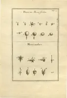 An illustration from Josephi Pitton Tournefort ... Institutiones rei herbaria. (1700)
