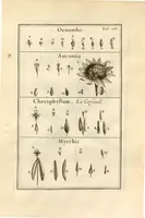 An illustration from Josephi Pitton Tournefort ... Institutiones rei herbaria. (1700)