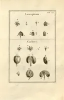 An illustration from Josephi Pitton Tournefort ... Institutiones rei herbaria. (1700)