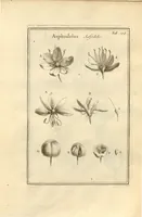 An illustration from Josephi Pitton Tournefort ... Institutiones rei herbaria. (1700)