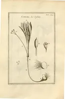 An illustration from Josephi Pitton Tournefort ... Institutiones rei herbaria. (1700)