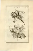 Picture 50 of 66 from Josephi Pitton Tournefort ... Institutiones rei herbaria. (1700), leaf 188