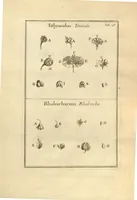 An illustration from Josephi Pitton Tournefort ... Institutiones rei herbaria. (1700)