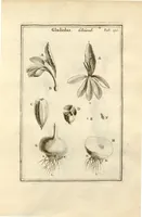 An illustration from Josephi Pitton Tournefort ... Institutiones rei herbaria. (1700)