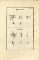 Picture 52 of 66 from Josephi Pitton Tournefort ... Institutiones rei herbaria. (1700), leaf 194